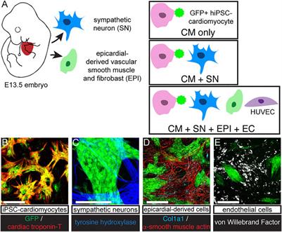 Sympathetic Neurons Regulate Cardiomyocyte Maturation in Culture